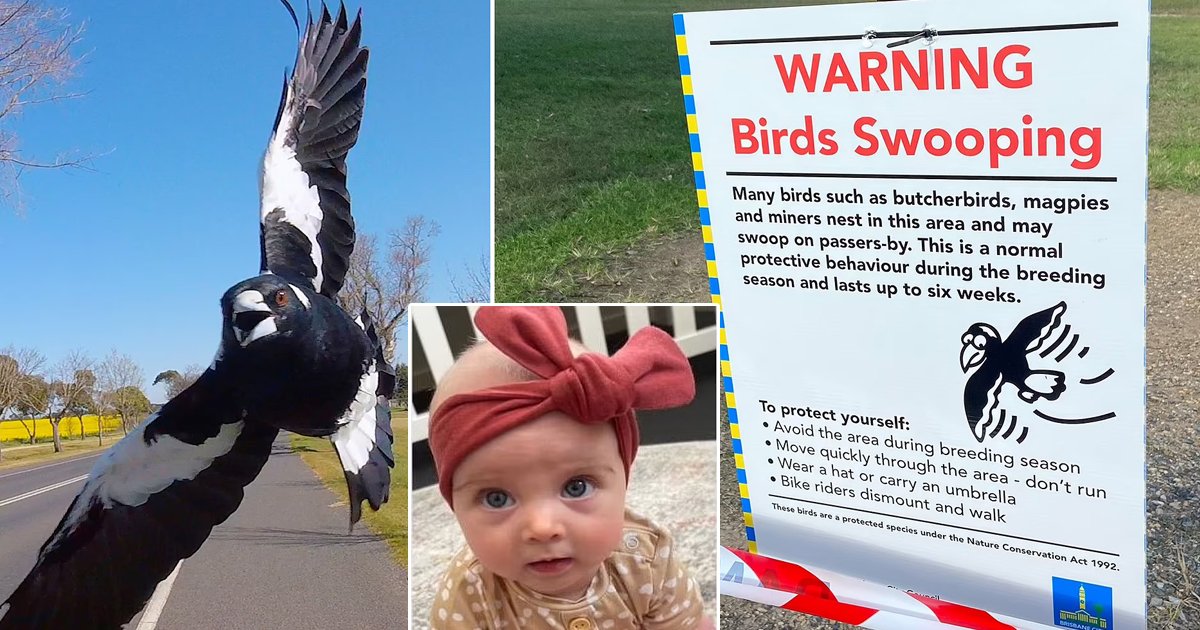 t3 82.jpg?resize=1200,630 - Infant Tragically DIES As Giant Bird Causes Mum To Trip Over While Cradling Baby In Arms