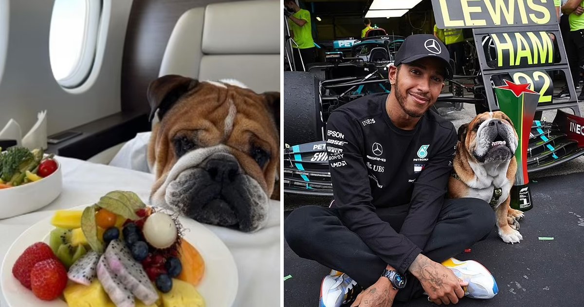 t3 84.jpg?resize=300,169 - F1 Champion Lewis Hamilton BLASTED for Boasting Dog's Planet Saving 'Vegan Diet'