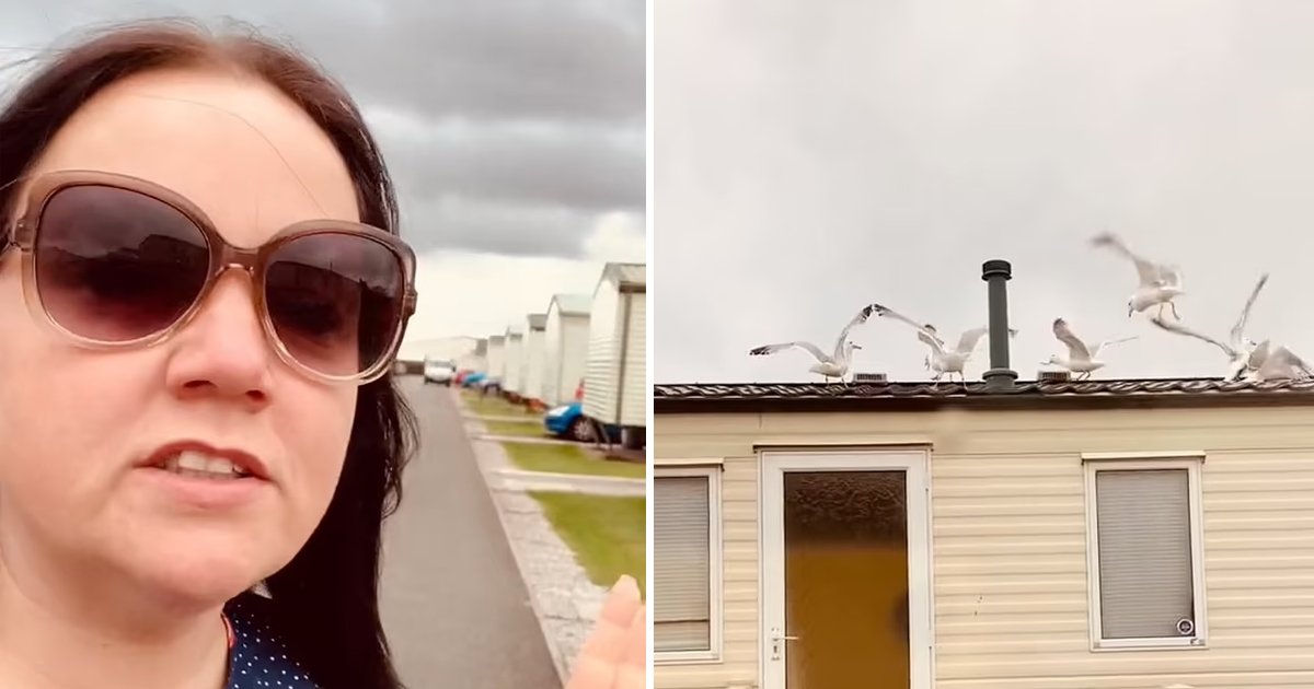 t3 85.jpg?resize=412,275 - Mum Takes Revenge On Noisy Neighbors By Covering Roof With Bread For Seagulls To Attack