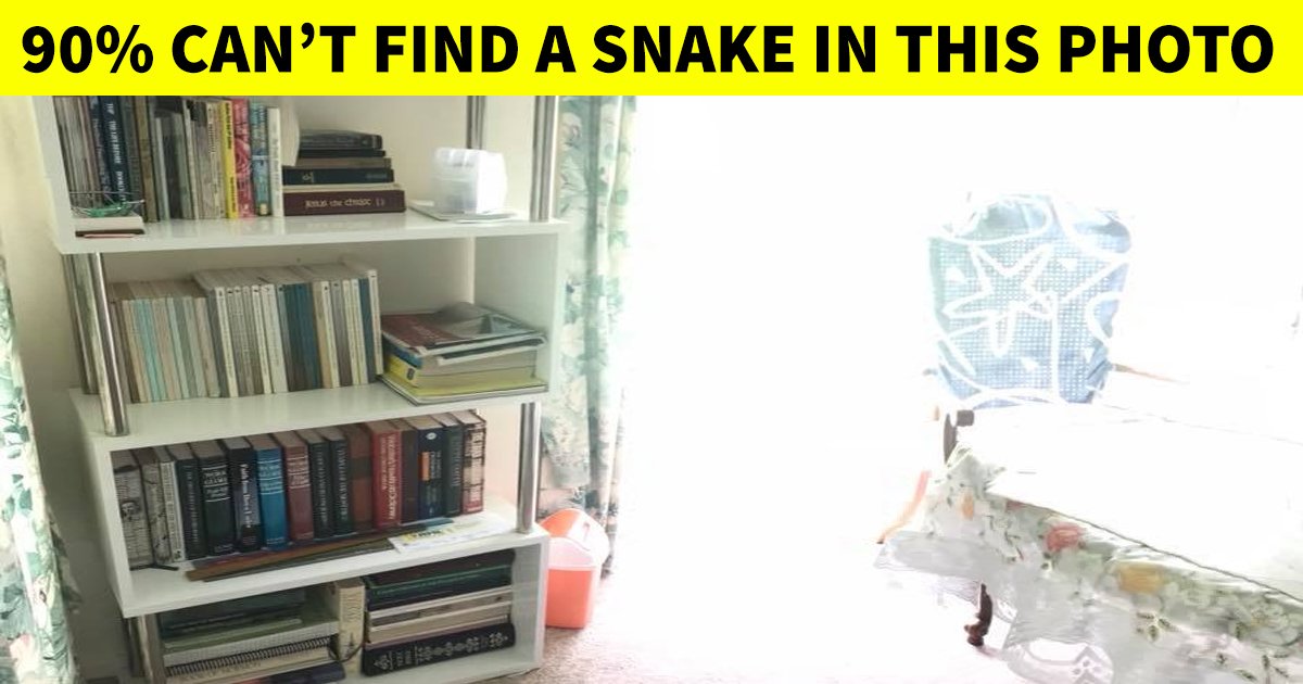 t4 92 1.jpg?resize=412,275 - Can You Put Your Eyes To The Test And Find The Hidden Snake?