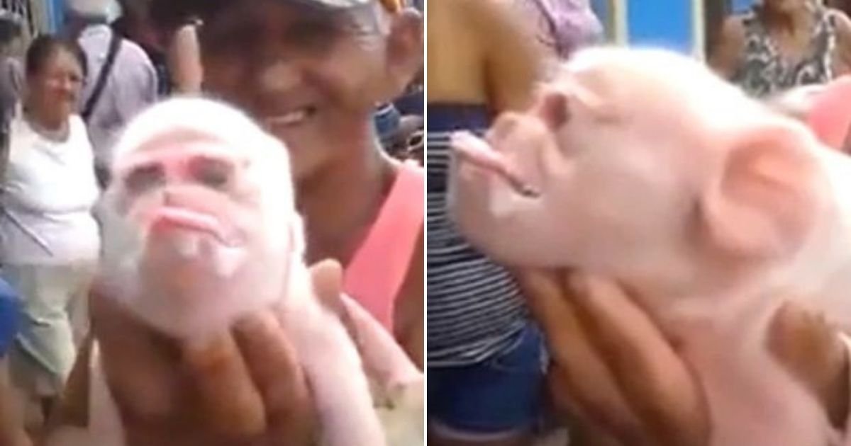 untitled design 11.jpg?resize=1200,630 - Pig Born With The Face Of A Monkey Sparks Concerns Among The Locals