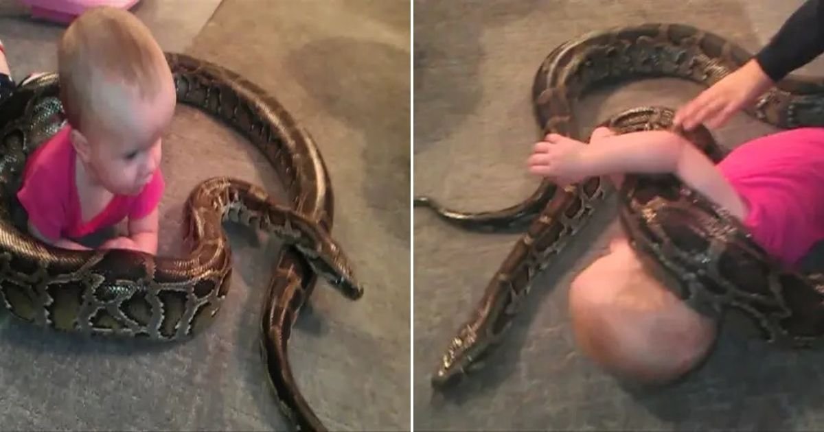 untitled design 36.jpg?resize=1200,630 - Father Who Lets His 14-Month-Old Daughter Play With A Large SNAKE Has Been Slammed Online
