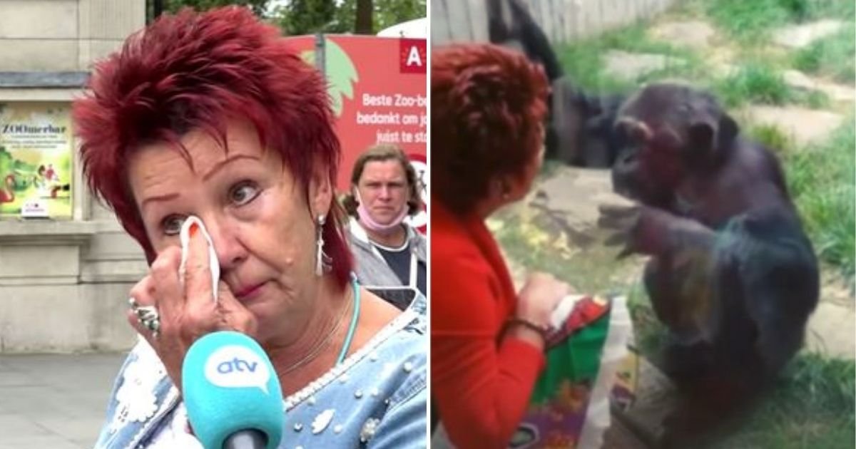zoo.jpg?resize=412,232 - Heartbroken Woman Claims She's 'Having An Affair' With A Chimpanzee So Zoo Bans Her From Visiting