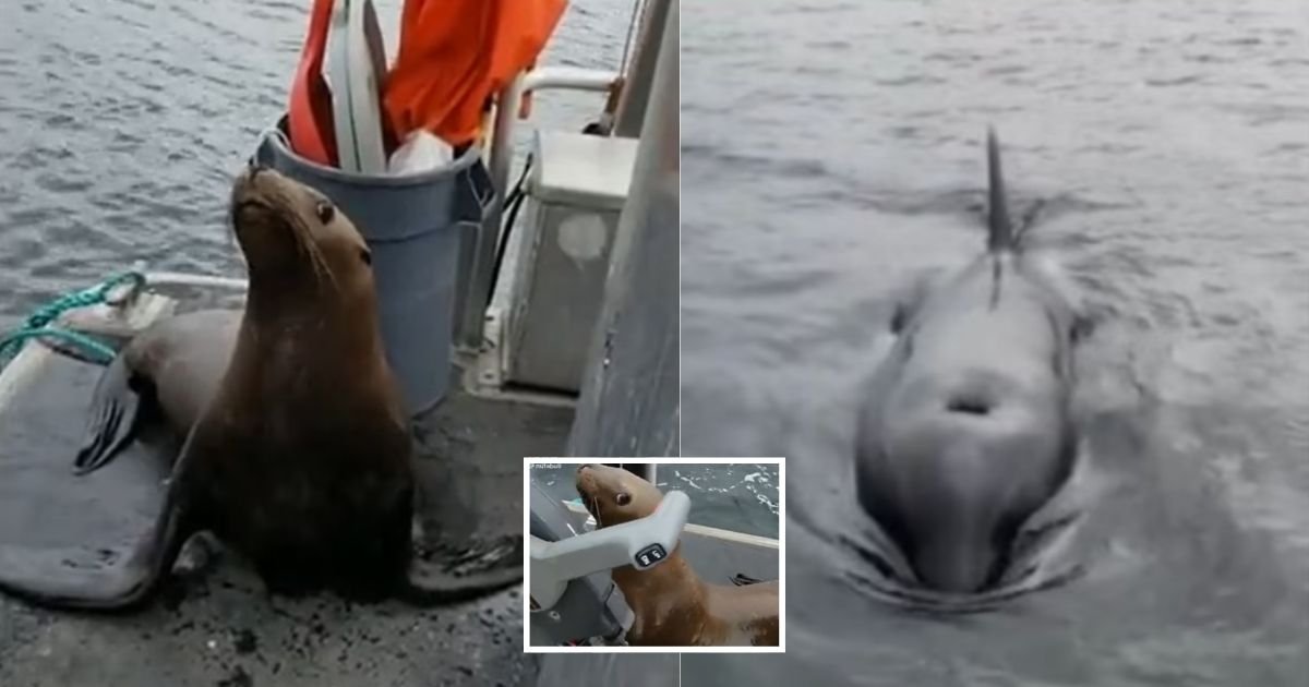 1 84.jpg?resize=412,275 - Ship Captain Tries To Kick A Sea Lion Off Her Boat After It Jumped On To Escape Killer Whales, Insisting She Will Not Disrupt The Food Chain