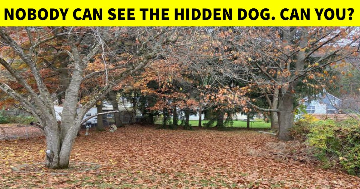 4 53.jpg?resize=1200,630 - Wake Up Your Mind In Less Than 10 Seconds | Can You Spot The Hidden Dog?