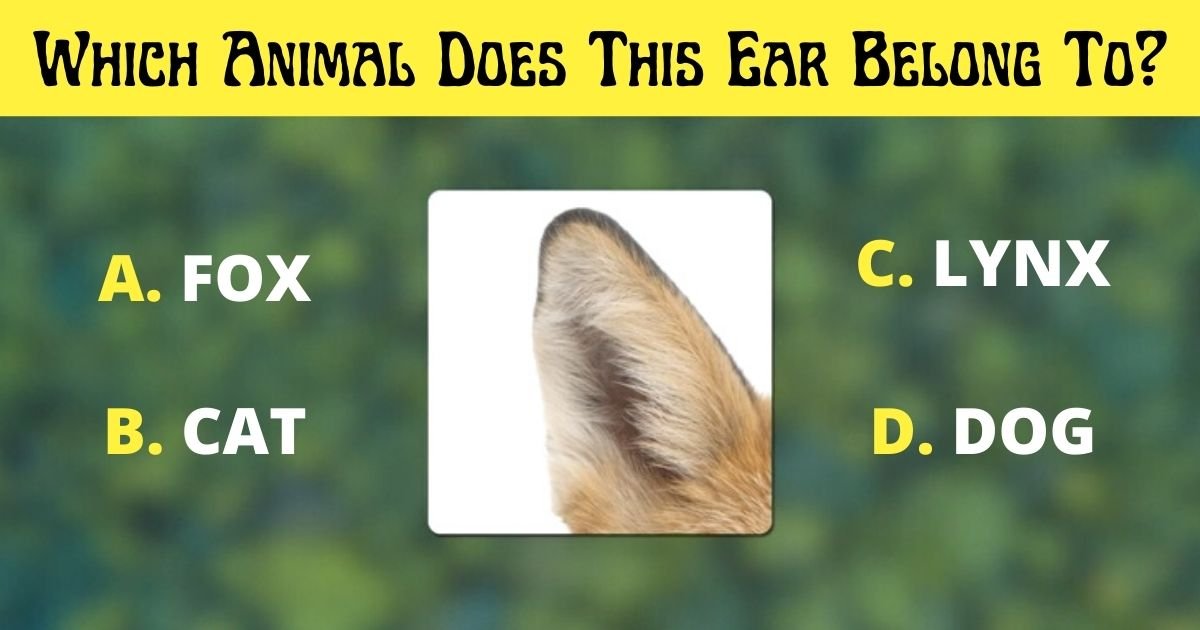 a fox.jpg?resize=1200,630 - Vision Test: Can You Figure Out Which Animal Does This Ear Belong To?