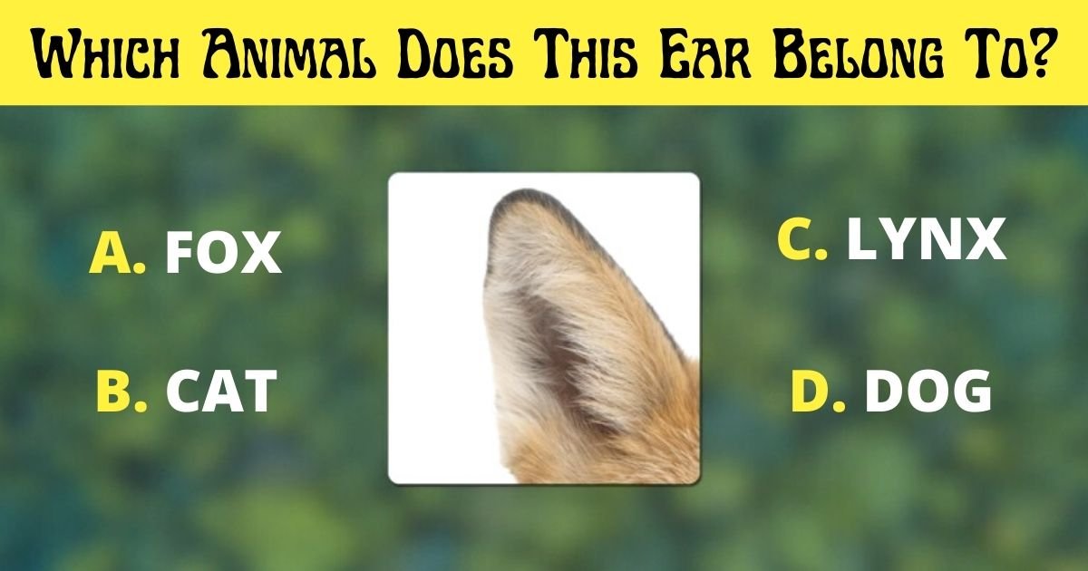 a fox.jpg?resize=412,275 - Vision Test: Can You Figure Out Which Animal Does This Ear Belong To?