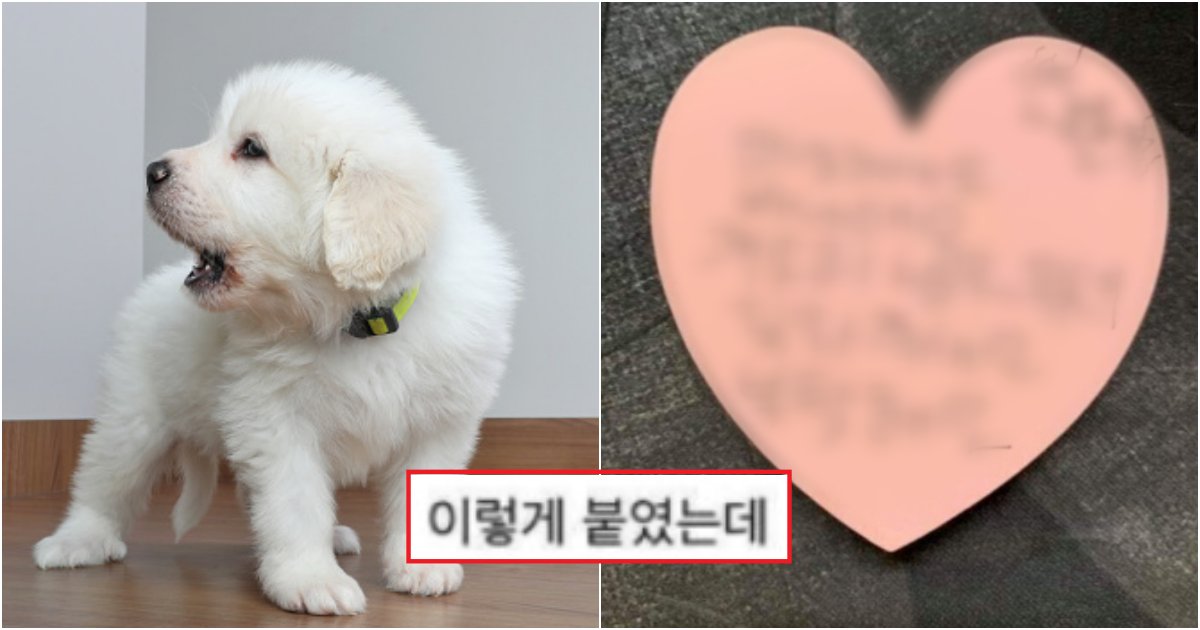 collage 63.png?resize=412,275 - "개 짖는 소리가 너무 무서워서 옆집에 쪽지를 남겼어요"..쪽지를 남긴 사람의 최후