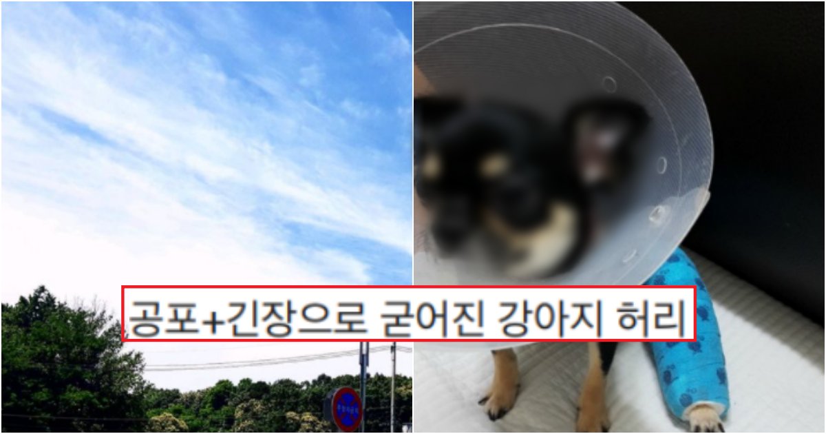 collage 64.png?resize=412,275 - "견주분들 제발 사진찍을 때, 강아지한테 이 행동 하지마세요..다리 부러져 오는 강아지가 많아요"