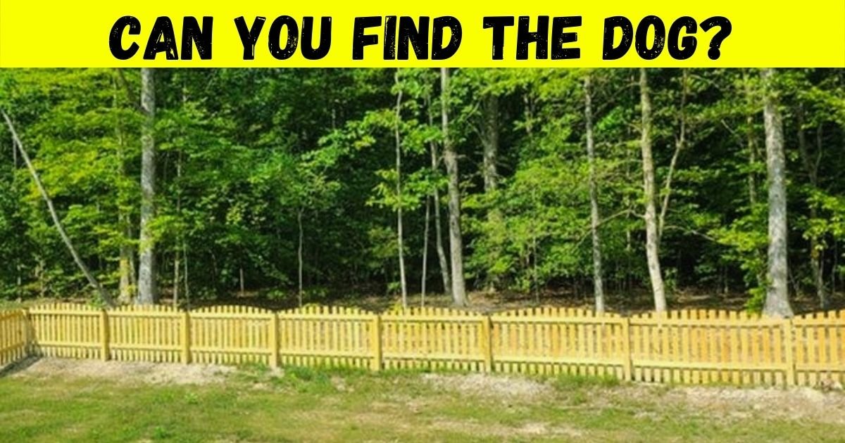 dog5.jpg?resize=412,232 - 85% Of Viewers Fail To Spot The Dog In This Photo! But Can You Find It In 10 Seconds?