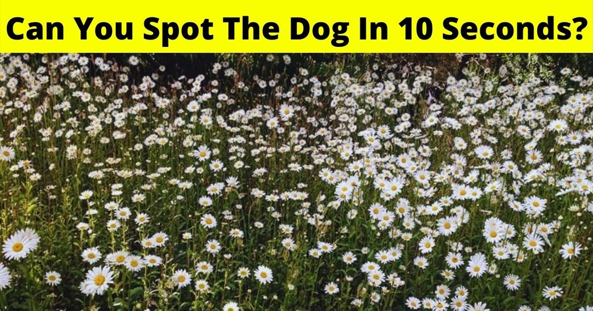 dog6.jpg?resize=412,232 - Eye Test: Can You Spot The Dog Hiding In This Photo Of Flowers In 10 Seconds?