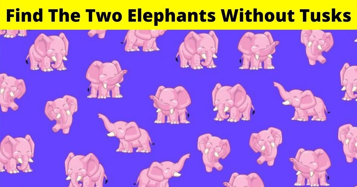 There Are Two Elephants Without Tusks Hiding In This Picture! Can You