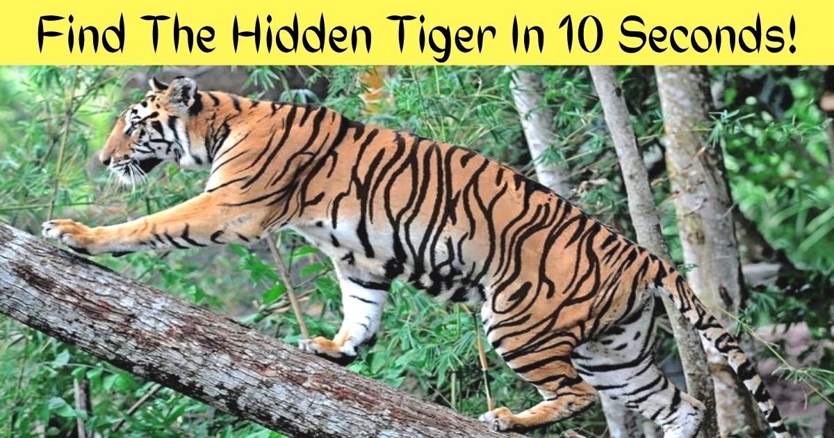 find the hidden tiger in 10 seconds 1.jpg?resize=412,275 - 90% Of Viewers Couldn't Spot The Hidden Tiger In This Photo! But Can You Find It?