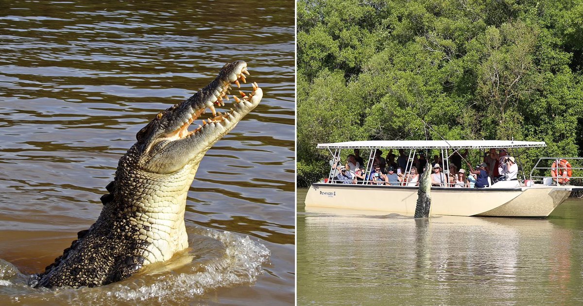 q3 2 1.jpg?resize=1200,630 - Adventure Cruise Takes WILDLY Tragic Turn As Man Rushed To Hospital After Being Bitten By A Giant CROCODILE