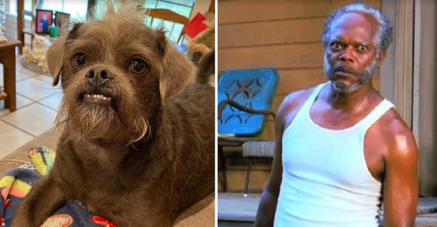 screenshot 2021 09 21 234556.png?resize=1200,630 - Samuel L. Jackson As A Dog! Mississippi Couple Has A Dog That Made People Fall In Love With Him