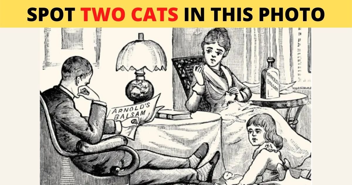 smalljoys 8.jpg?resize=412,275 - There Are TWO CATS In The Photo, Can You Spot Them In Less Than 30 Seconds?