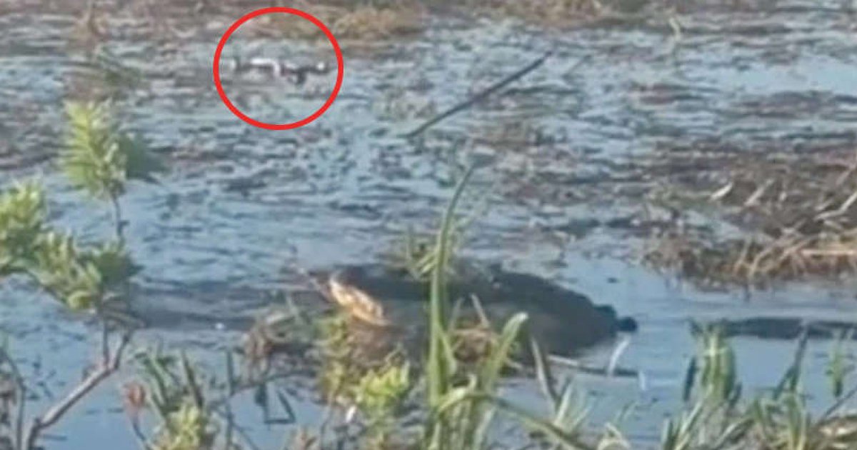 t3 2021 09 10t212253 569.jpg?resize=412,232 - Horror TikTok Video Shows Florida Alligator Going Up In SMOKE After Chomping Up On DRONE