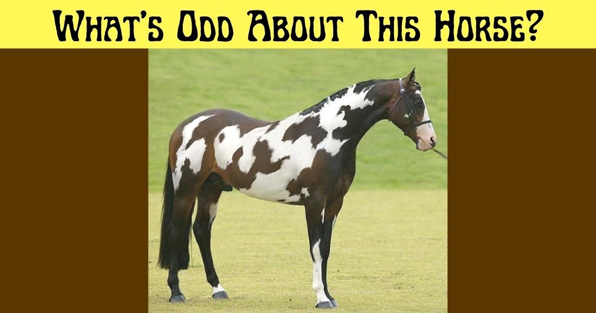 whats odd about this horse.jpg?resize=1200,630 - Can You See Anything Odd In This Viral Photo Of A Horse?