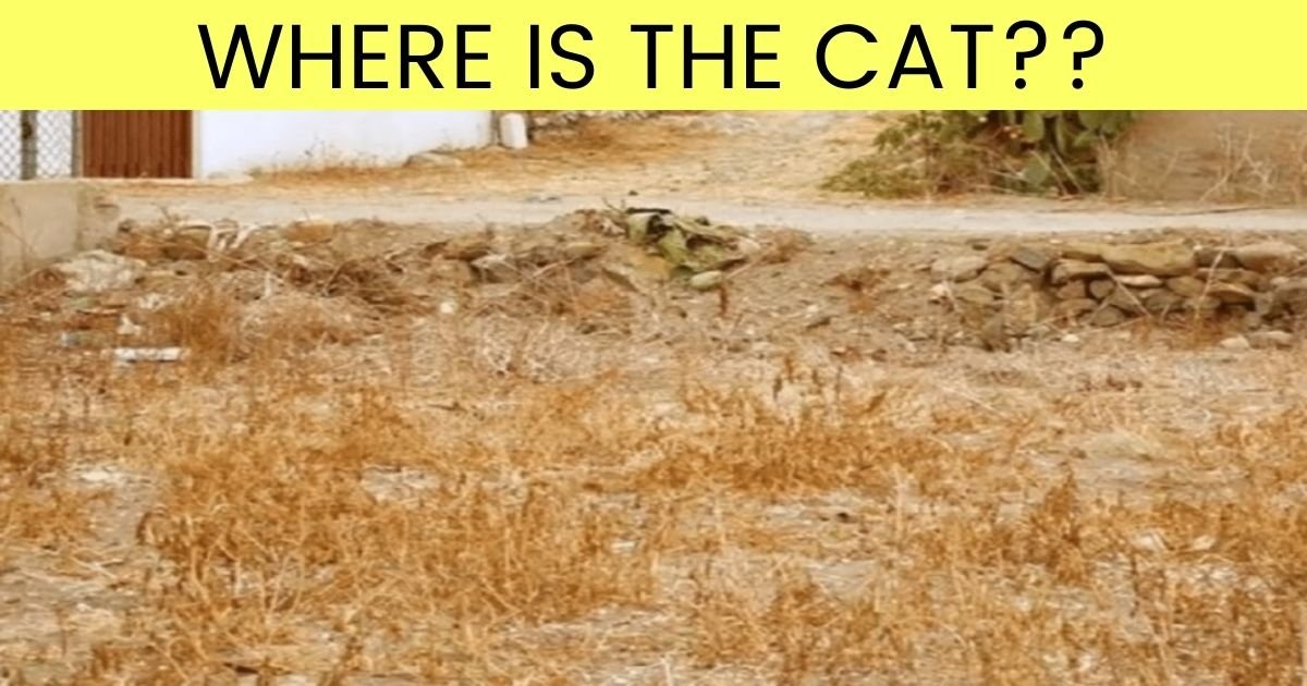 where is the cat.jpg?resize=1200,630 - 90% Of People Can't Find The Cat In This Photo - But Can You Beat The Odds?