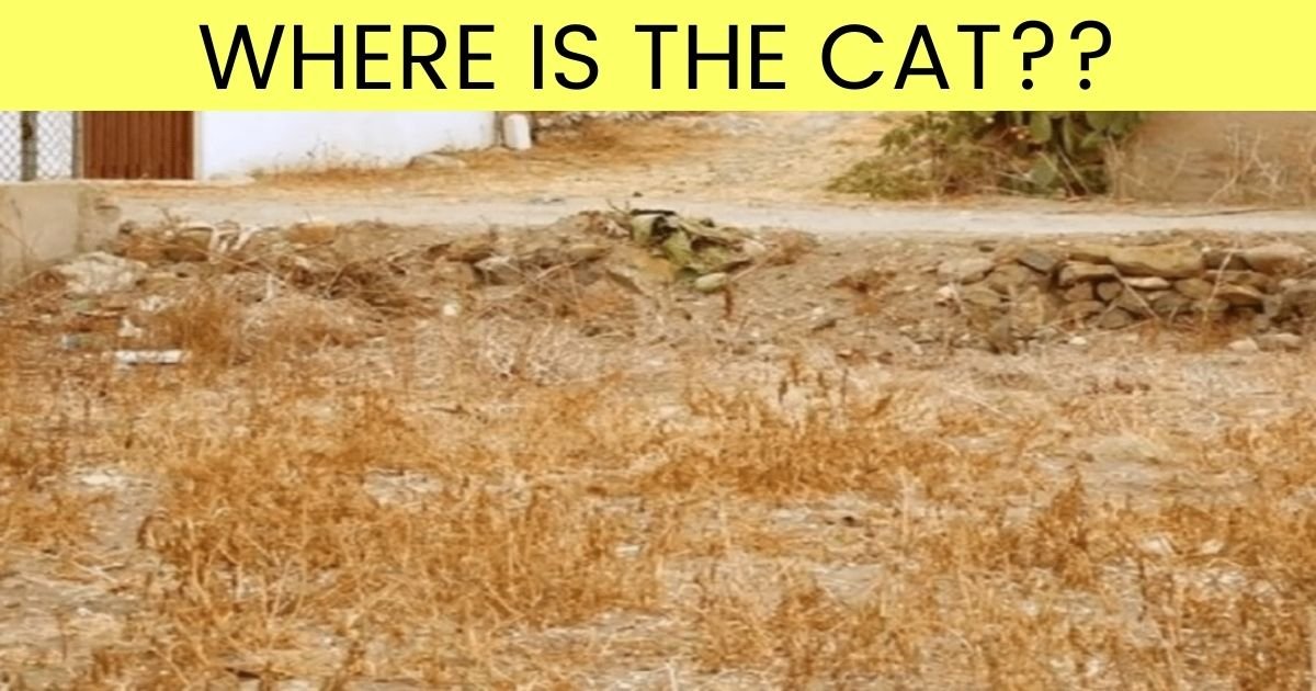 where is the cat.jpg?resize=412,275 - 90% Of People Can't Find The Cat In This Photo - But Can You Beat The Odds?