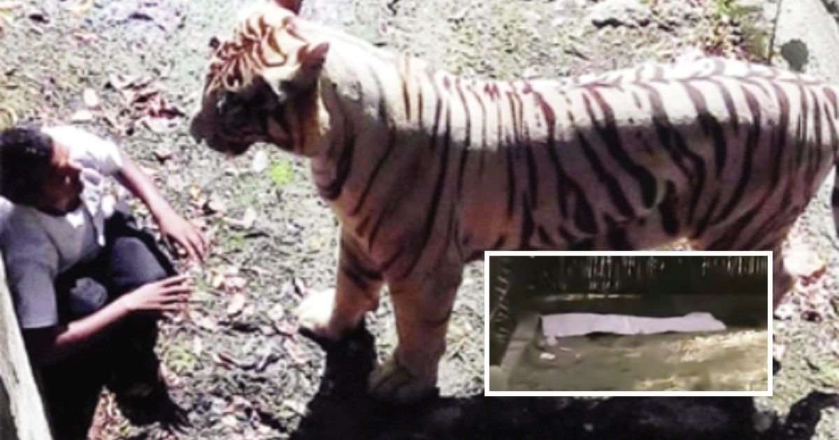 1 1.jpg?fit=1024%2C538&ssl=1&strip=all - Hair-Raising Footage Of A Man Who Fell Into Zoo Enclosure And Was Mauled To Death By A Tiger Emerges Online