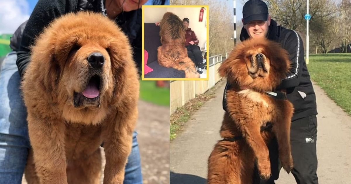 1 14.jpg?resize=1200,630 - Tibetan Mastiff Pups Weighing 154lbs Each Are So BIG Strangers Mistake Them For Vicious Lions, But Owners Defend Their Pups Insisting They're Gentle-Giant Lap Dogs