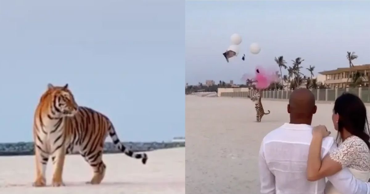 1 31.jpg?resize=412,275 - A Tiger Was Used In A Lavish Gender Reveal Party And People Are Not Happy About It