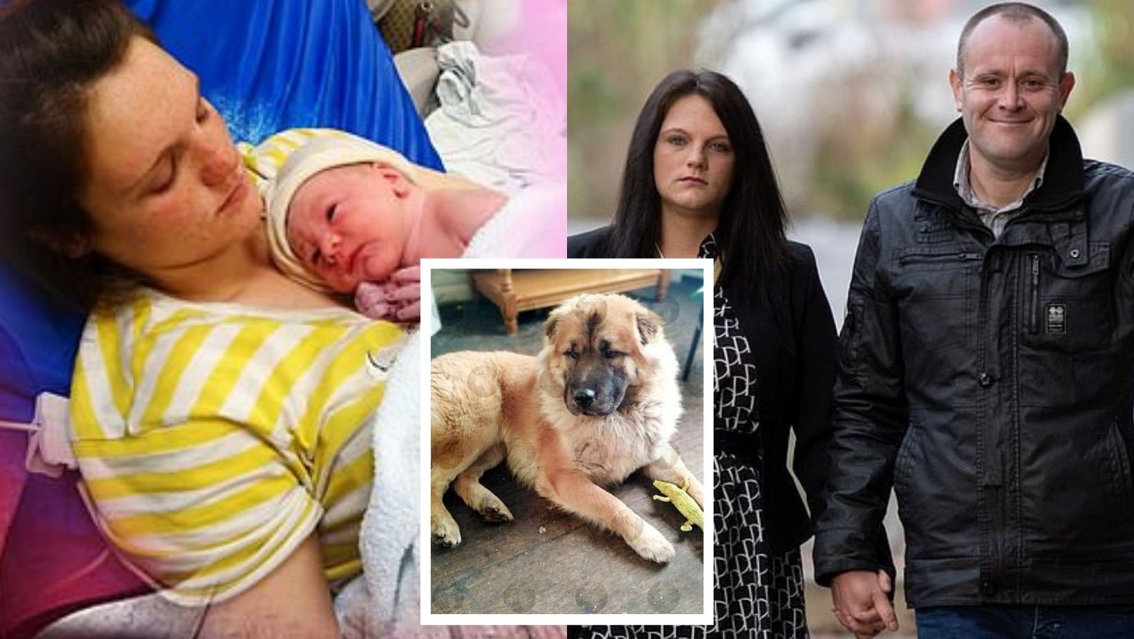 1 44.jpg?resize=412,275 - Parents Arrested After Jealous Family Dog Mauled Their 12-Day-Old Newborn Son To Death