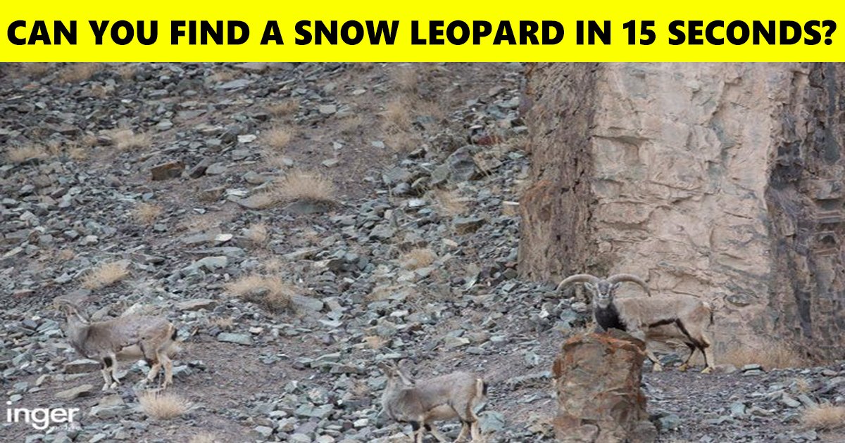 59.jpg?resize=1200,630 - A Man With An Eagle’s Eye Did It In No Time! Did You Spot The Snow Leopard Hidden In The Picture The Moment You Laid Your Eyes On It?