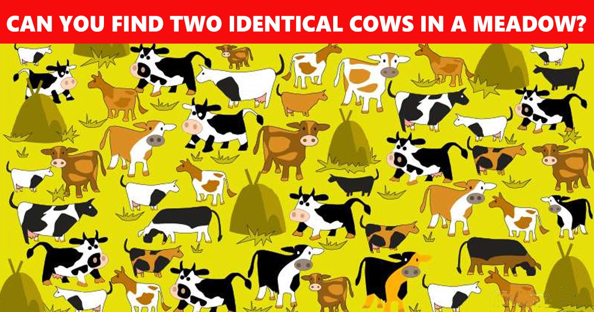 63.jpg?fit=1024%2C538&ssl=1&strip=all - A Poor Shepherd Is In Need Of A Genius To Help Him Identify The Similar Cows In His Meadow And ONLY YOU Can Help Him