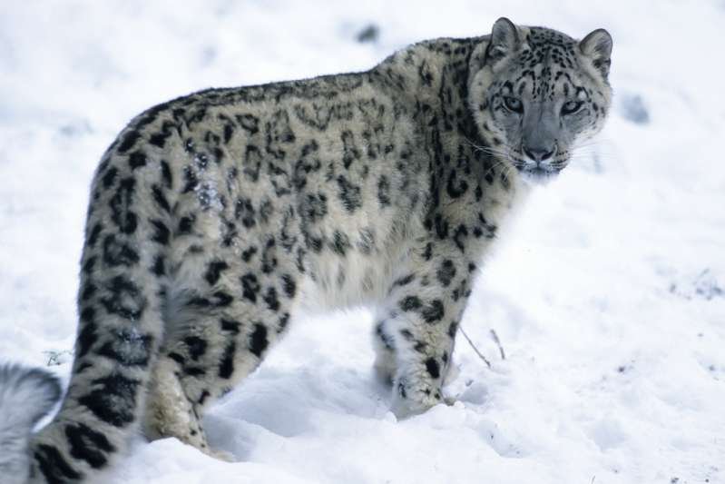 snow leopard