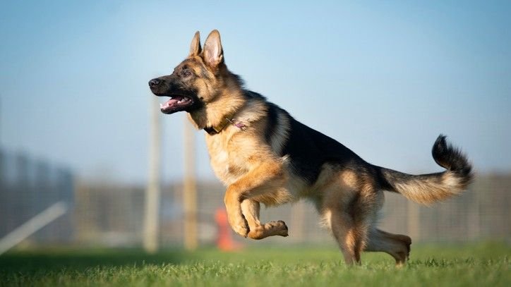 German Shepherd Dog: Breed profile | PetsRadar