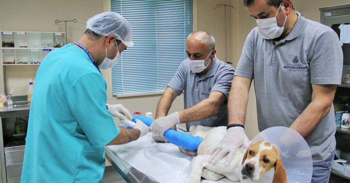 Municipality provided vet services to nearly 140,000 Istanbul strays last year | Daily Sabah