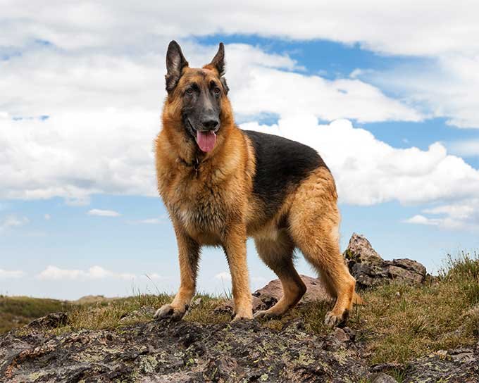 German Shepherd Dog Breed Information, Pictures, Characteristics &amp; Facts - Dogtime