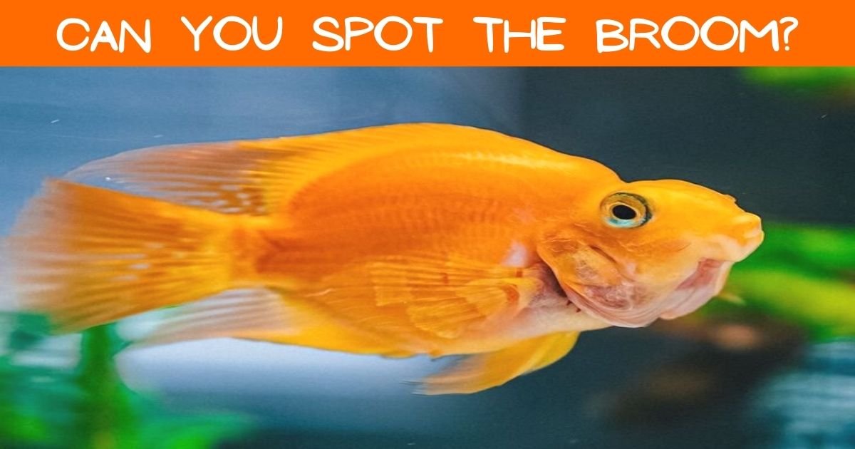 90% Of People Couldn't Find The Broom In This Photo Of A Fish! But Can ...