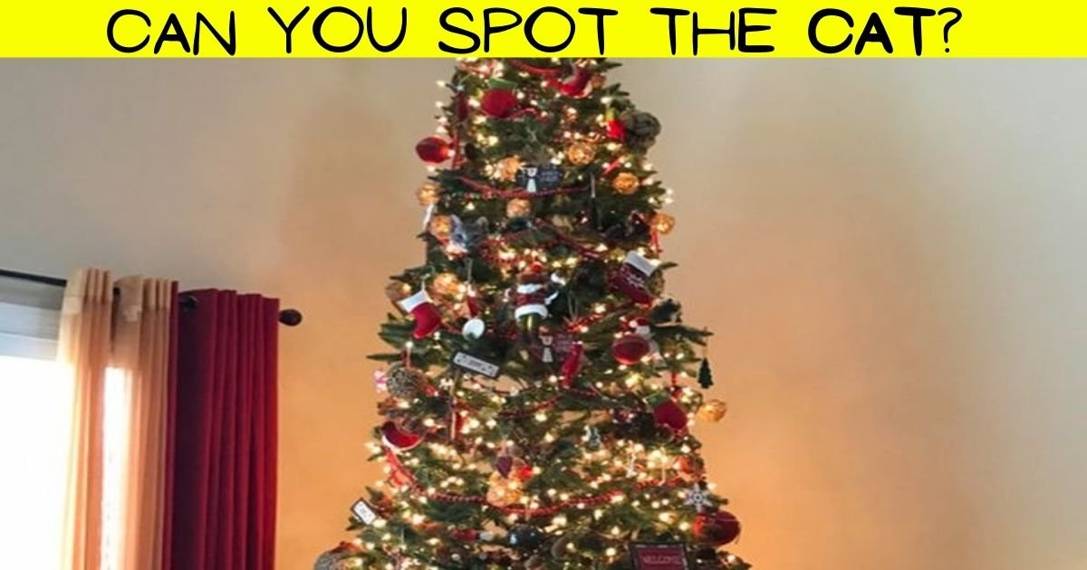 cat4.jpg?resize=412,232 - Most People FAIL To Spot The Cat Hiding In A Christmas Tree! But Can You Find The Adorable Feline?