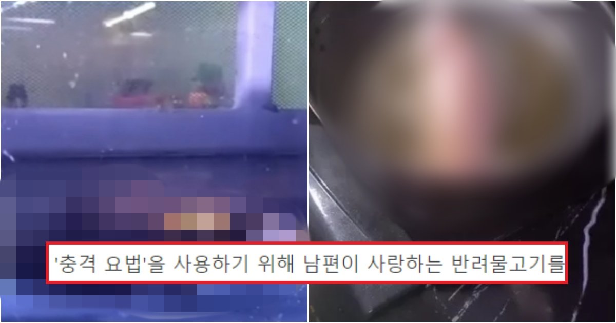 collage 195.jpg?resize=1200,630 - "남편이 어항청소 안해서 물고기를.." 집안에 비린내가 나자 아내가 벌인 충격적인 일(사진)