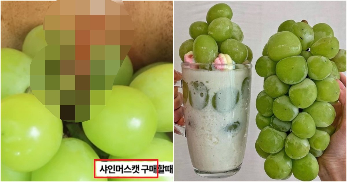 collage 306.jpg?resize=412,275 - 요즘에 샤인머스캣이 갑자기 맛없어진 이유가 '이 것' 때문이라고(+사진)