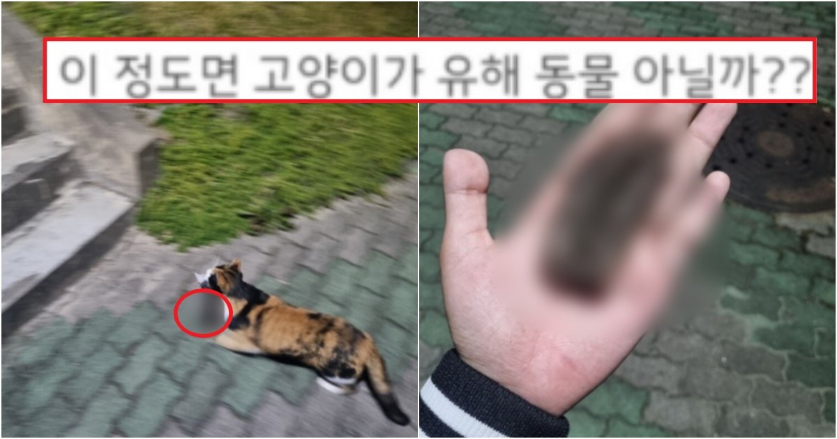 collage 618.jpg?resize=412,275 - 고양이가 '이 것'이 눈에 보이기만 하면 다 잡아 먹어버려서 지금 심각한 이유(+사진)