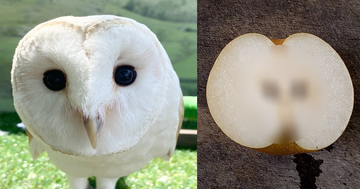 huku.png?resize=1200,630 - フクロウと梨が完全一致！周南市徳山動物園のツイート写真がネットで大反響！「梨を食べるときに笑うことになりそう」
