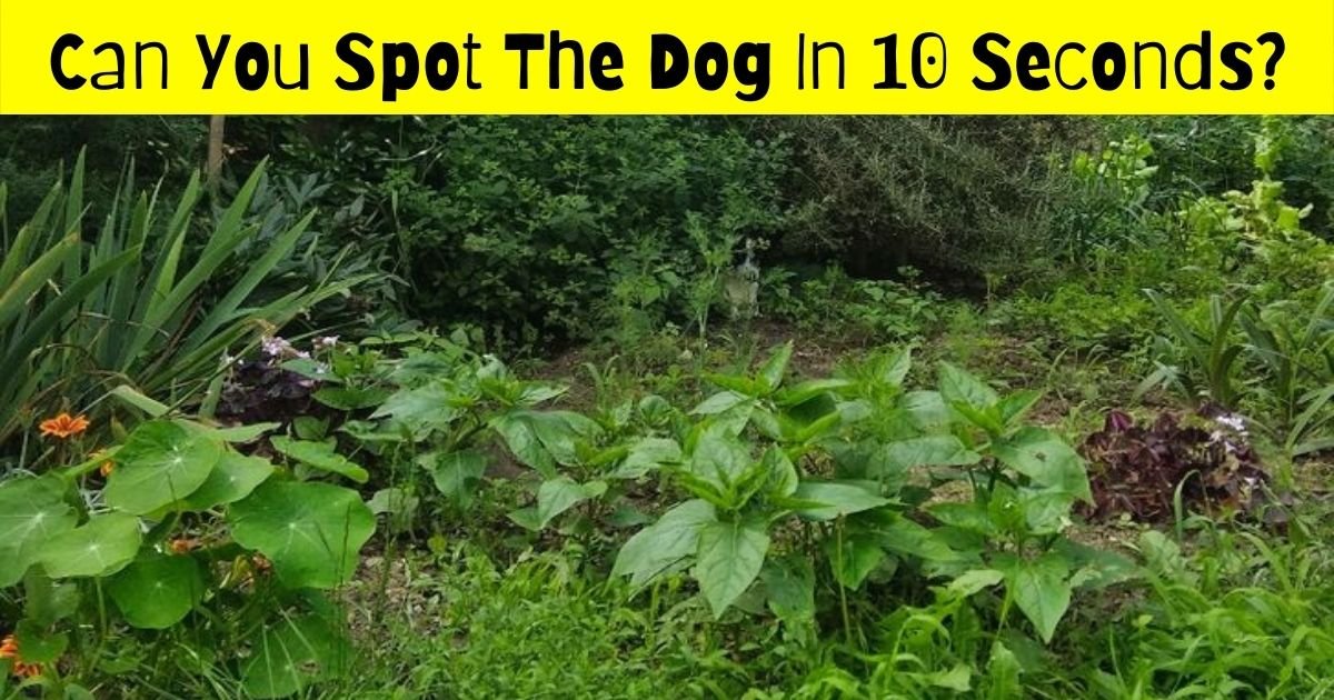 pooch4.jpg?resize=1200,630 - 90% Of Viewers Fail To Spot The Dog In This Photo! But Can You Find It?
