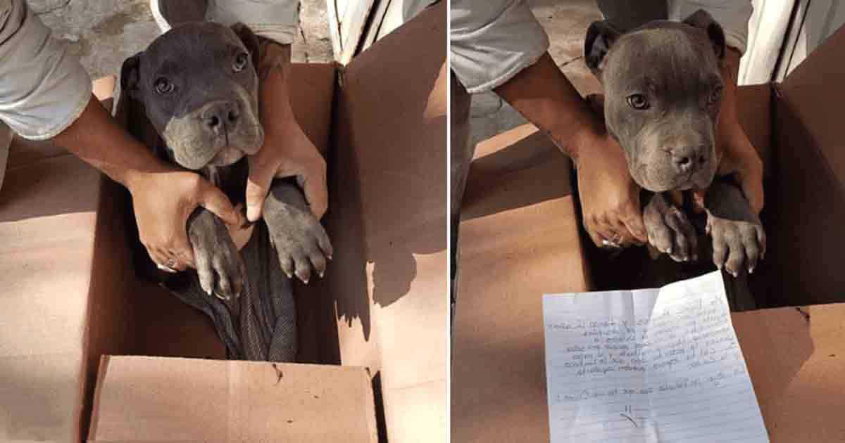 q7 2 2.jpg?resize=1200,630 - Young Boy Leaves Beloved Puppy At Shelter With Heartbreaking Note Describing Dad's Abuse