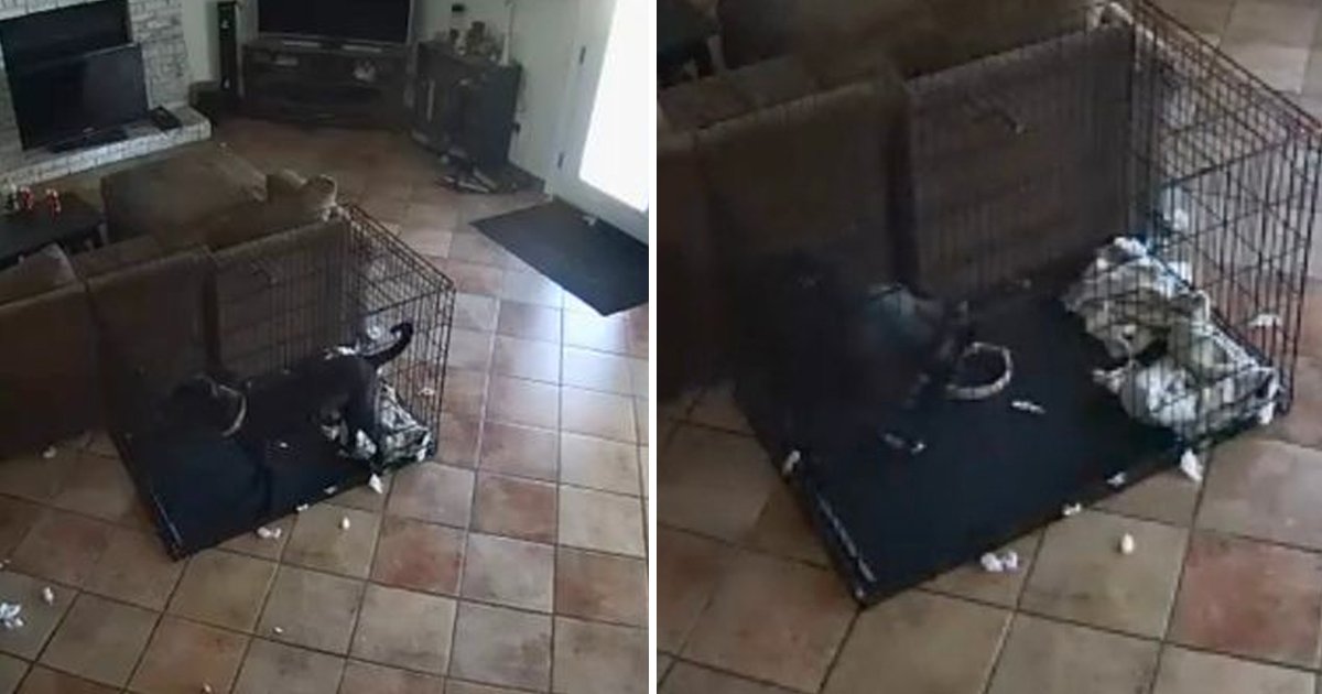 q8 6 1.jpg?fit=1024%2C538&ssl=1&strip=all - Scary Security Footage Of 'Ghost' Removing Dog's Collar Is Making People Scream With Fear