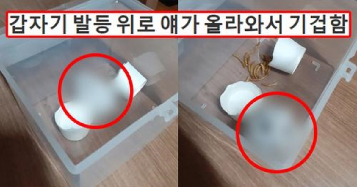safe image 37.jpg?resize=412,275 - "집에서 쥐가 나왔는데 햄스터 같기도 하고 뭐야..? 알려줘 제발"
