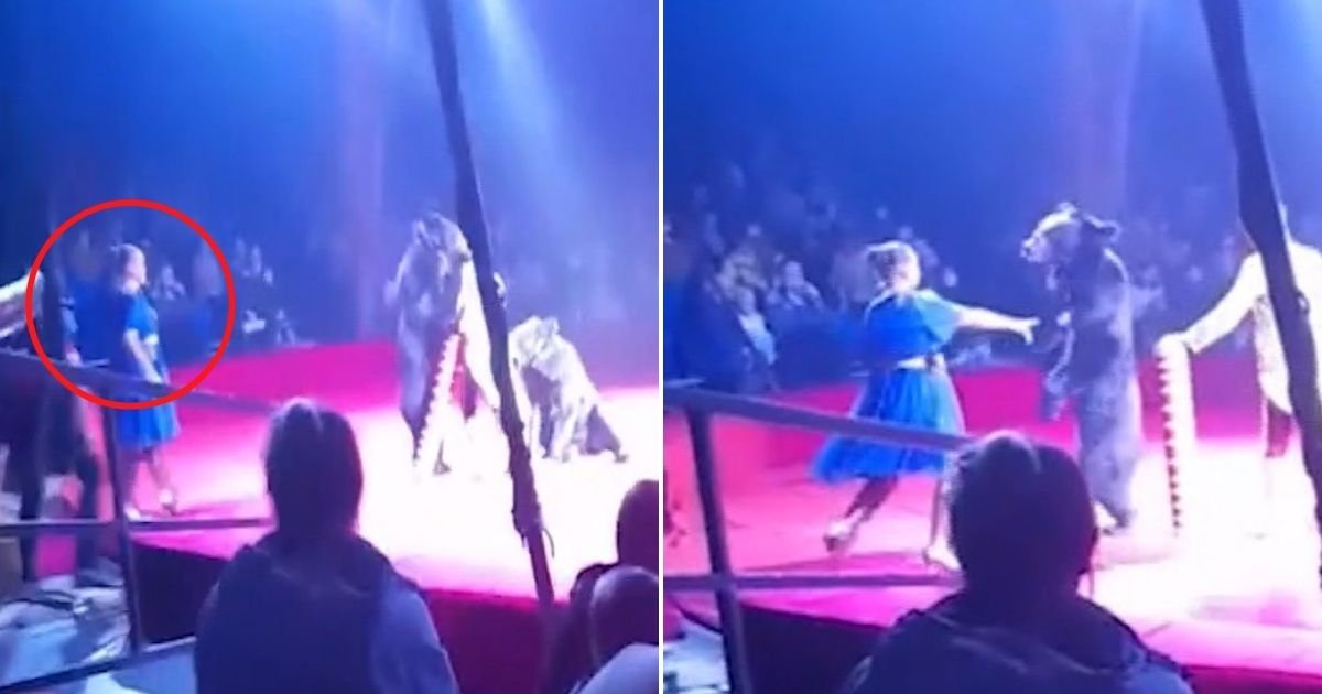 untitled design 6.jpg?fit=1024%2C538&ssl=1&strip=all - Pregnant Woman Is Attacked By A Brown Bear After The Animal Was Forced To Perform At A Circus