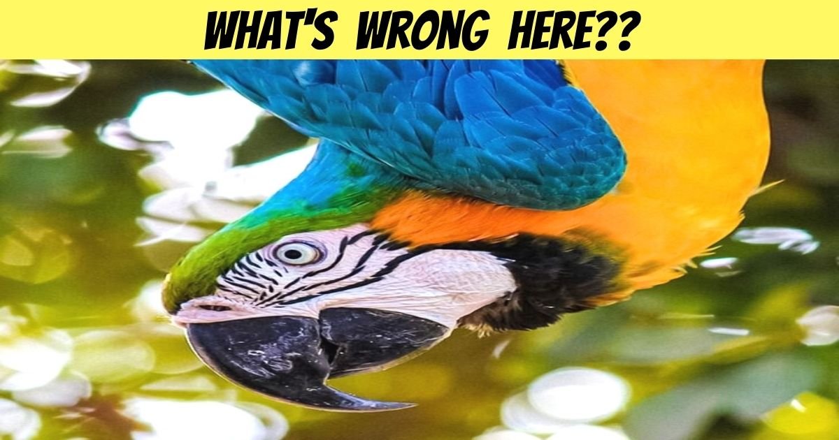 whats wrong here 4.jpg?resize=1200,630 - Can You Spot The Error In This Picture? Something Is Wrong With This Parrot!