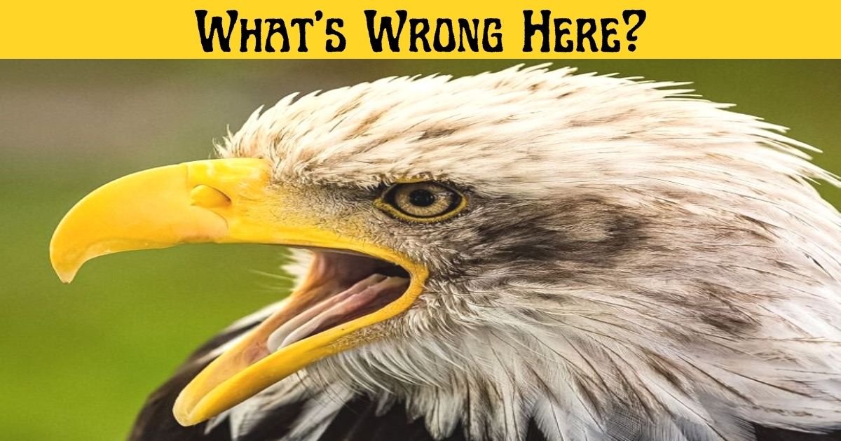 whats wrong here 5.jpg?resize=412,275 - 90% Of Viewers Couldn't Spot The Mistake In This Photo Of An Eagle! But Can You?