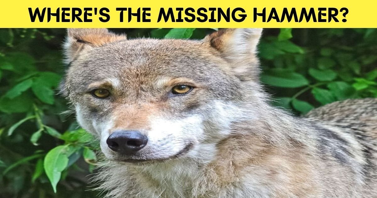 wheres the missing hammer.jpg?resize=1200,630 - How Fast Can You Find The Hidden Hammer In This Photo Of A Wolf?