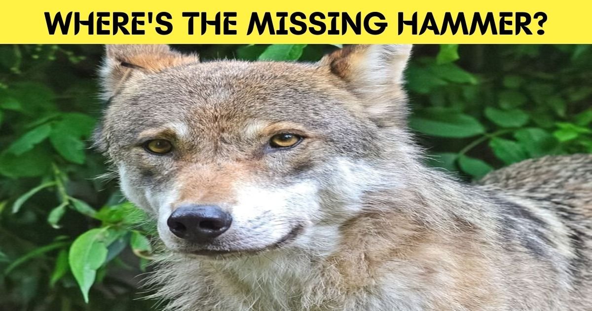 wheres the missing hammer.jpg?resize=412,275 - How Fast Can You Find The Hidden Hammer In This Photo Of A Wolf?