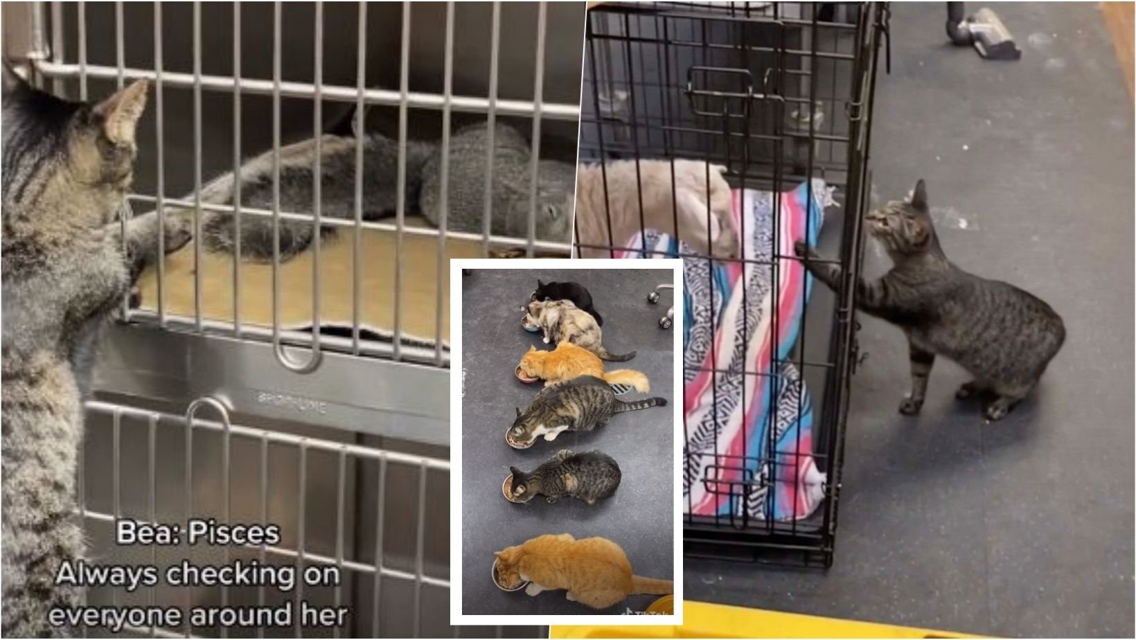 1 40.jpg?resize=412,232 - Cat Makes Sure That She Pets ALL Patients In An Animal Hospital In California